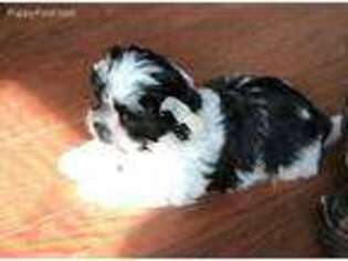 Biewer Terrier Puppy for sale in Gaffney, SC, USA