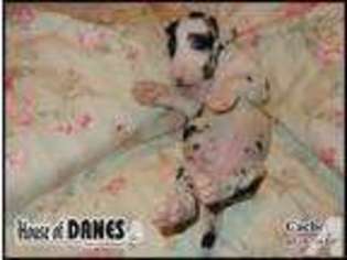 Great Dane Puppy for sale in SANTA ROSA BEACH, FL, USA