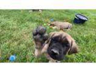 Mastiff Puppy for sale in Westfield, IN, USA