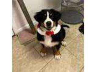Bernese Mountain Dog Puppy for sale in Mt Zion, IL, USA