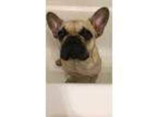 French Bulldog Puppy for sale in Ossipee, NH, USA