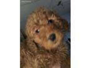 Goldendoodle Puppy for sale in Holly, MI, USA
