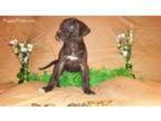 Great Dane Puppy for sale in Wheaton, MO, USA