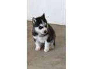 Siberian Husky Puppy for sale in Shell Knob, MO, USA