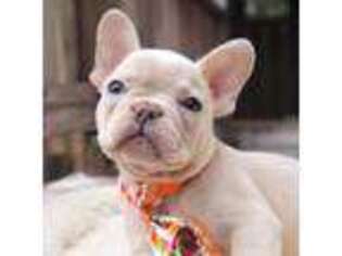 French Bulldog Puppy for sale in Poplarville, MS, USA