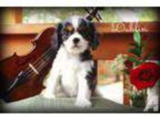 Cavalier King Charles Spaniel Puppy for sale in PORTLAND, OR, USA