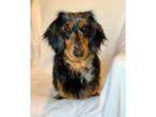 Dachshund Puppy for sale in Gilroy, CA, USA