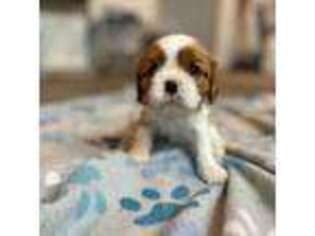 Cavalier King Charles Spaniel Puppy for sale in Auburn, IN, USA