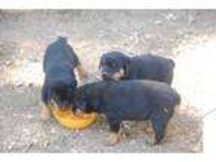 Rottweiler Puppy for sale in GOODE, VA, USA