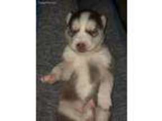 Siberian Husky Puppy for sale in Brazoria, TX, USA