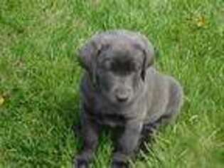 Labrador Retriever Puppy for sale in Indianapolis, IN, USA