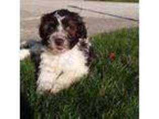 Portuguese Water Dog Puppy for sale in Shipshewana, IN, USA