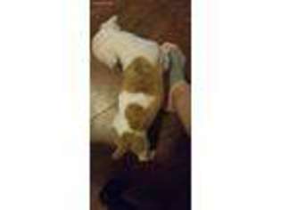 Olde English Bulldogge Puppy for sale in Santa Anna, TX, USA