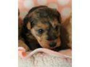Lakeland Terrier Puppy for sale in Ulman, MO, USA