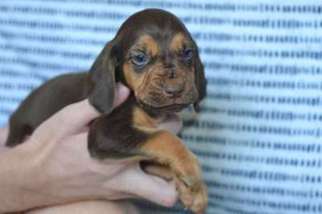 Bloodhound Puppy for sale in Denham Springs, LA, USA