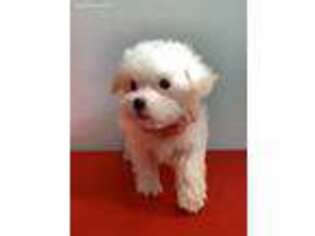Maltese Puppy for sale in Edgewood, TX, USA