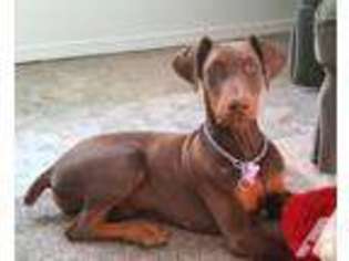 Doberman Pinscher Puppy for sale in VALE, OR, USA