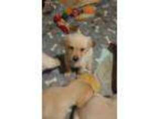 Labrador Retriever Puppy for sale in Keno, OR, USA