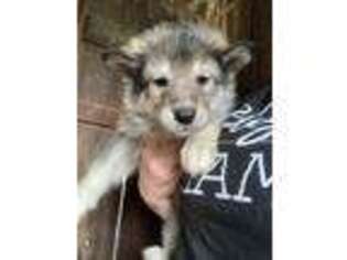 Alaskan Malamute Puppy for sale in Kingsport, TN, USA