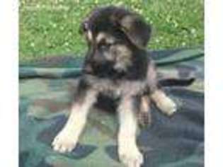 German Shepherd Dog Puppy for sale in Coulterville, IL, USA