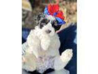 Mutt Puppy for sale in Elgin, TX, USA