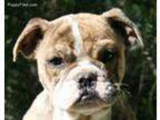 Bulldog Puppy for sale in Escondido, CA, USA