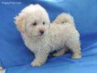 Shih-Poo Puppy for sale in Eldorado, OH, USA
