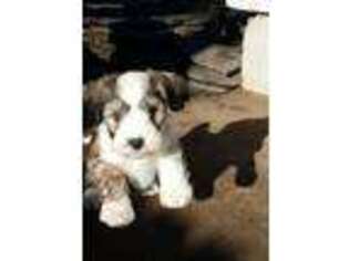Tibetan Terrier Puppy for sale in Sutter Creek, CA, USA