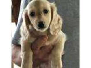 Dachshund Puppy for sale in Molino, FL, USA