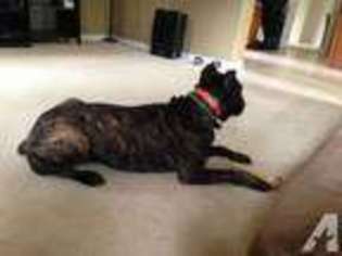 Cane Corso Puppy for sale in ACCOKEEK, MD, USA