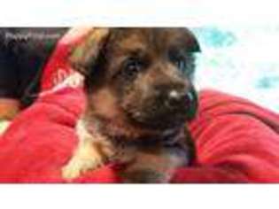 German Shepherd Dog Puppy for sale in Puyallup, WA, USA