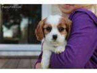 Cavalier King Charles Spaniel Puppy for sale in Kite, GA, USA