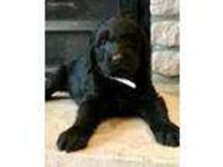 Labradoodle Puppy for sale in Blair, NE, USA