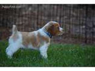 Brittany Puppy for sale in Burlington, NC, USA