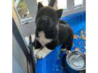 Small Photo #1 Akita Puppy For Sale in Houston, TX, USA