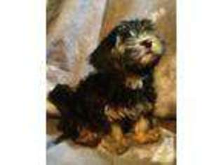 Yorkshire Terrier Puppy for sale in ZILLAH, WA, USA