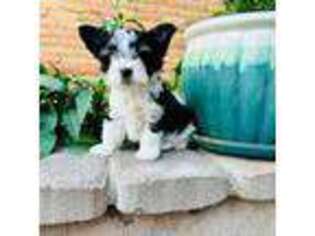 Biewer Terrier Puppy for sale in El Paso, TX, USA