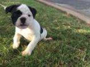 Bulldog Puppy for sale in Duncanville, TX, USA