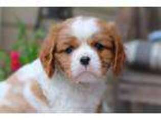 Cavalier King Charles Spaniel Puppy for sale in Thurmont, MD, USA