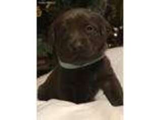 Labrador Retriever Puppy for sale in New Lenox, IL, USA