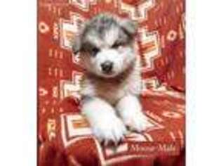 Alaskan Malamute Puppy for sale in Gladstone, OR, USA
