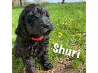 Labradoodle Puppy for sale in Council Bluffs, IA, USA