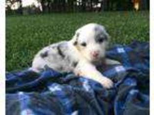 Australian Shepherd Puppy for sale in Hodgenville, KY, USA