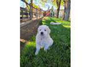 Great Pyrenees Puppy for sale in Tehachapi, CA, USA