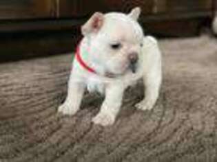French Bulldog Puppy for sale in Sparta, MO, USA