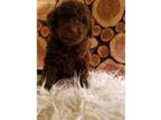 Labradoodle Puppy for sale in Waldron, AR, USA