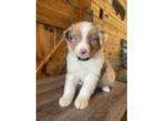 Miniature Australian Shepherd Puppy for sale in Epps, LA, USA
