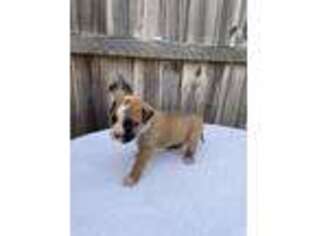 Alapaha Blue Blood Bulldog Puppy for sale in Douglas, GA, USA