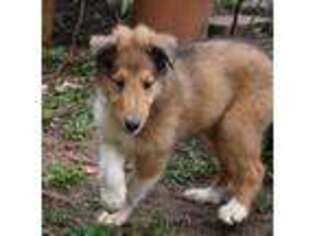 Collie Puppy for sale in Manalapan, NJ, USA