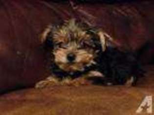 Yorkshire Terrier Puppy for sale in BELTON, TX, USA